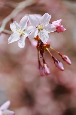 İlkbaharda kiraz çiçekleri