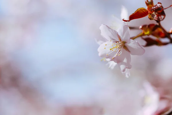 Kirschblüten im Frühling — Stockfoto