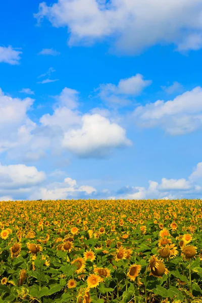 Sunflower field in summer — Stock Photo, Image