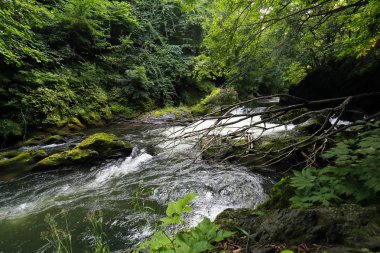 Orman ve nehir yazın