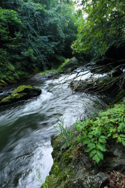 Orman ve nehir yazın