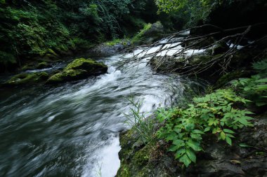 Orman ve nehir yazın