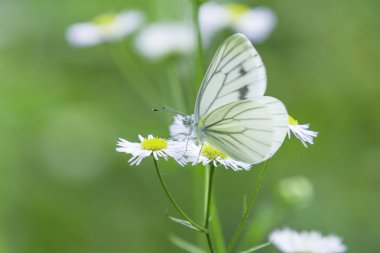 cabage kelebek Japonya'da