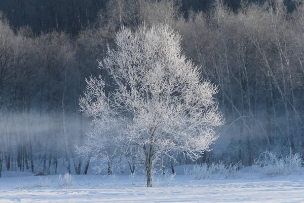 Zima Krajobraz w hokkaido — Zdjęcie stockowe