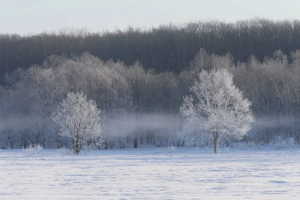 Winterlandschap in hokkaido — Stockfoto