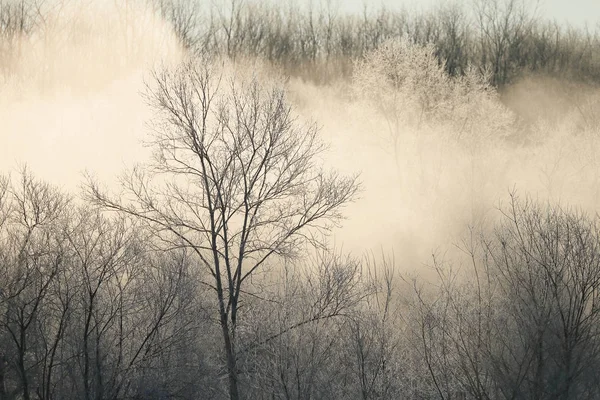 Hokkaido'da kış manzarası — Stok fotoğraf