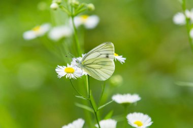 doğada cabbgage kelebek