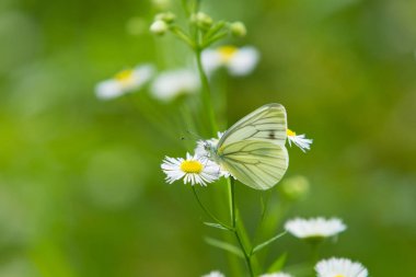 doğada cabbgage kelebek