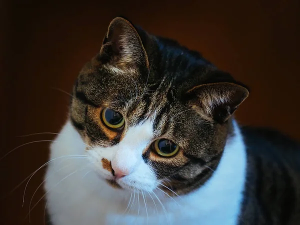 Gato bonito no japão — Fotografia de Stock