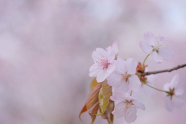 İlkbaharda kiraz çiçekleri