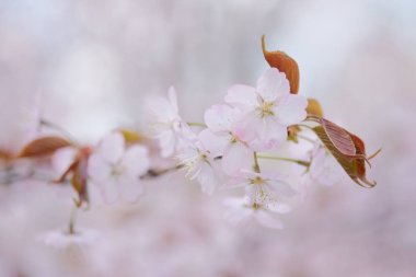 İlkbaharda kiraz çiçekleri