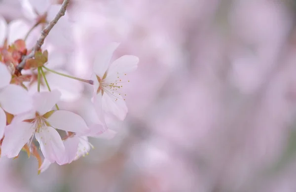 Flores de cerejeira em primavera — Fotografia de Stock