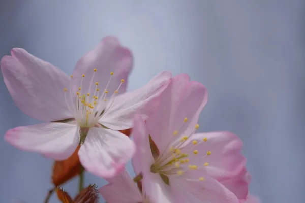 Körsbärsblommor på våren — Stockfoto