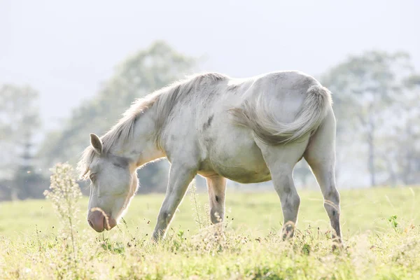 Caballo en verano hokkaido —  Fotos de Stock