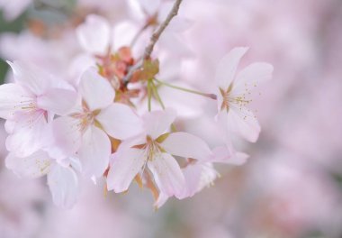 İlkbaharda kiraz çiçekleri