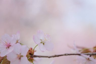 İlkbaharda kiraz çiçekleri