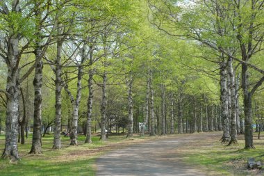 ağaç bahar sokağa
