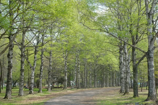 tree lined street in spring