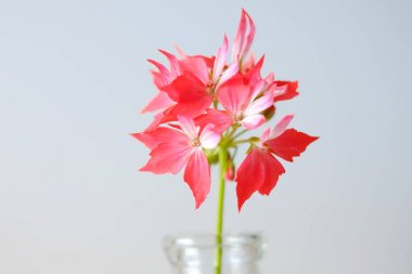 şişe kırmızı çiçek