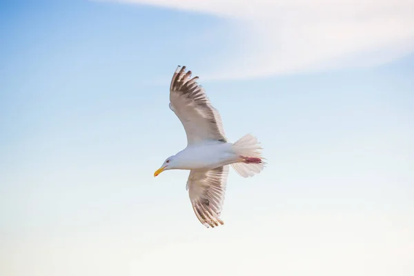 Fliegender Kolben in Japan — Stockfoto