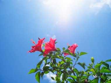 okinawa kırmızı ebegümeci 