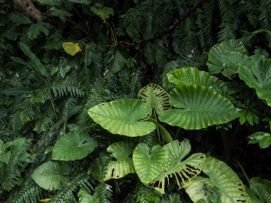 yaz aylarında okinawa doğa