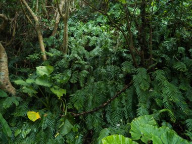 yaz aylarında okinawa doğa