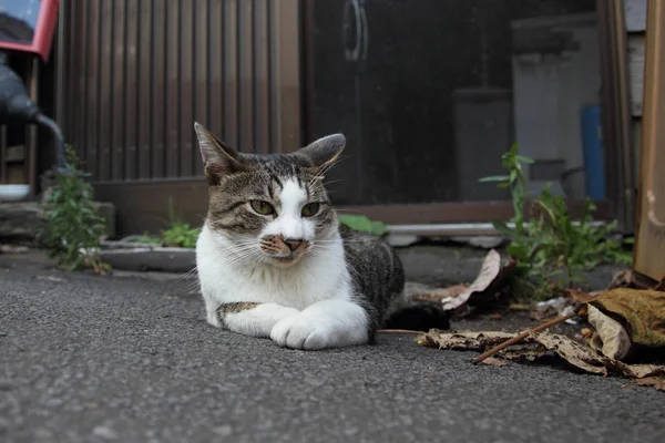 日本の野良猫 — ストック写真