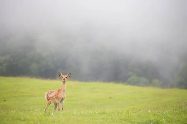 在夏季北海道鹿 — 图库照片