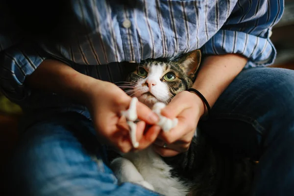 Eine Katze, der die Nägel geschnitten wurden — Stockfoto