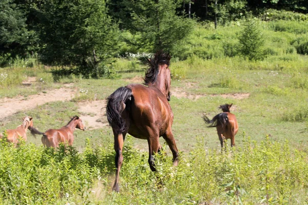 奔马在牧场 — 图库照片