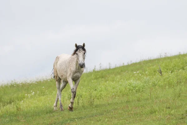 Caballo en verano hokkaido —  Fotos de Stock