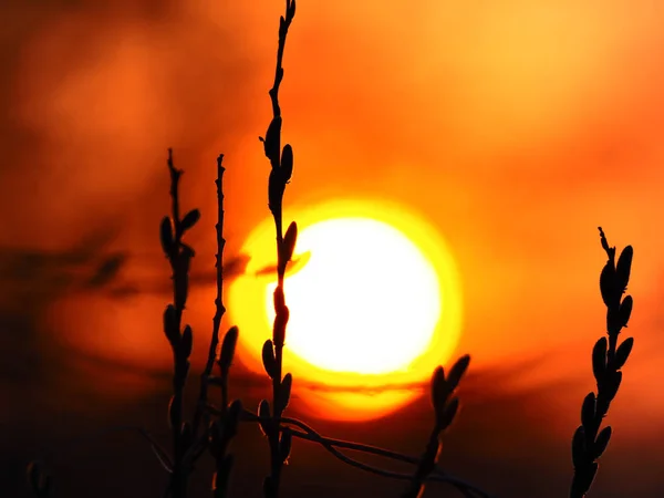 Tramonto in primavera Giappone — Foto Stock