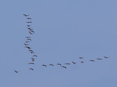 Yaban kazları yan yana gidiyor