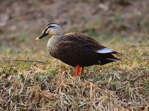 Bahar Japonya'da ördek — Stok fotoğraf