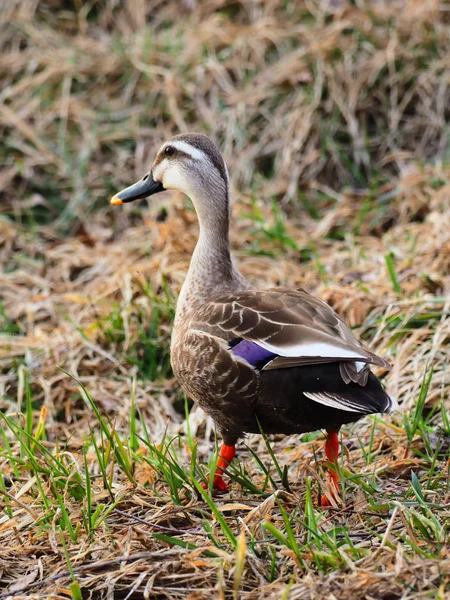 Duck in spring japan — Stock Photo, Image