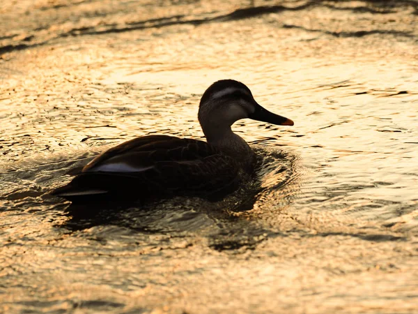 Kachní plavat řeka večer — Stock fotografie