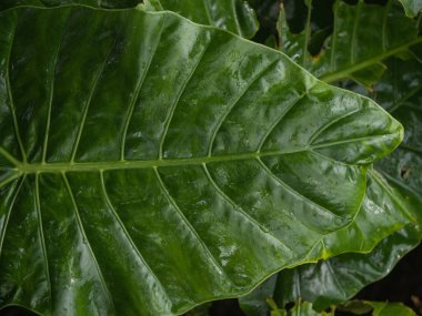 yaprağına yaz aylarında bırak