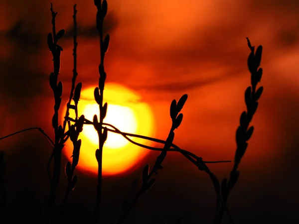 Pussy willow in sunset — Stock Photo, Image