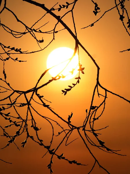 Figa salice al tramonto — Foto Stock