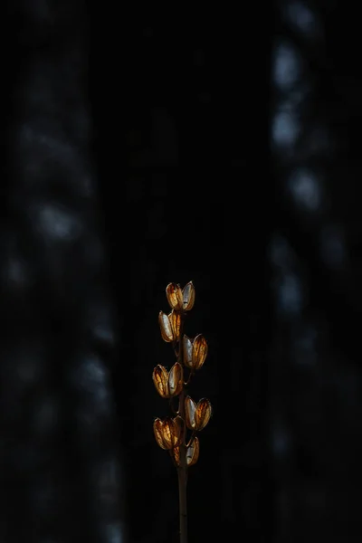 Pflanze im Frühling hokkaido — Stockfoto