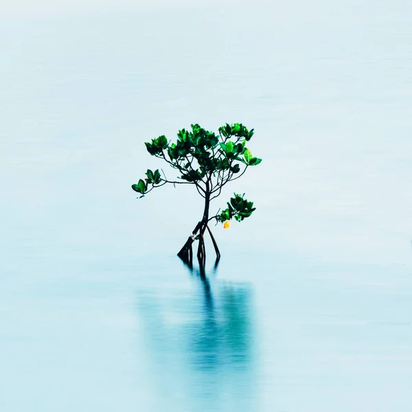 Мангровые деревья в море Окинавы — стоковое фото