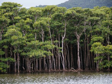 mangrov nakama nehir