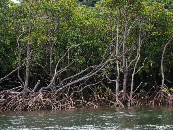 Mangrove v řece nakama — Stock fotografie