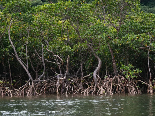 Мангровые деревья в реке Накама — стоковое фото