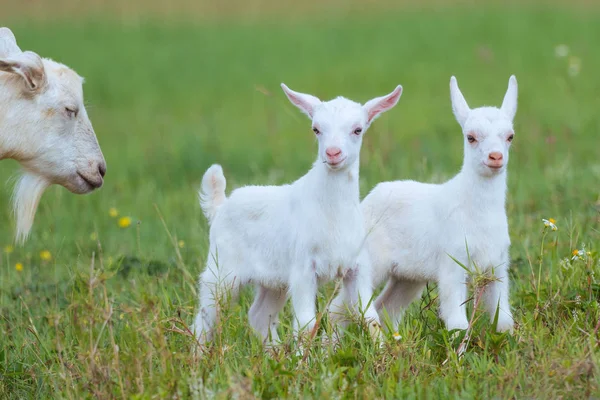 Goat in summer pasture Stock Photo