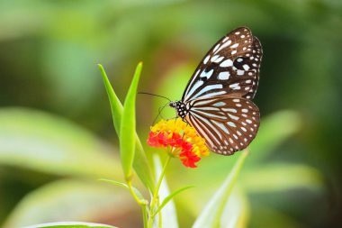 Iriomote adasında kelebek