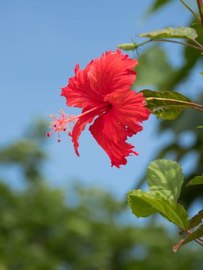 ebegümeci ve mavi gökyüzü