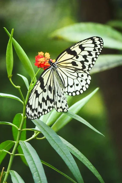 Schmetterling auf Iriomote-Insel — Stockfoto