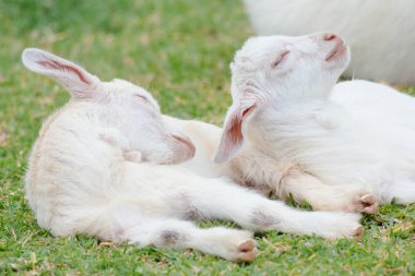 keçi Iriomote Adası